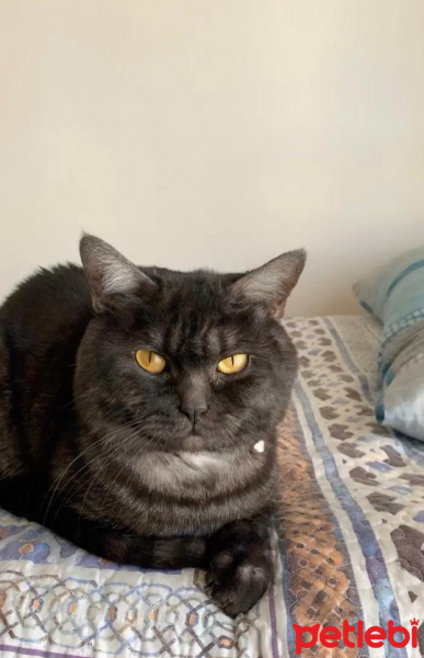 British Shorthair, Kedi  Joker fotoğrafı