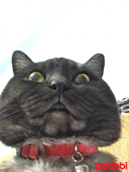 British Shorthair, Kedi  Joker fotoğrafı