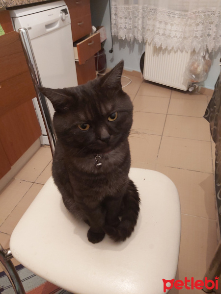 British Shorthair, Kedi  Joker fotoğrafı