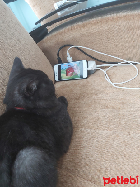 British Shorthair, Kedi  Joker fotoğrafı