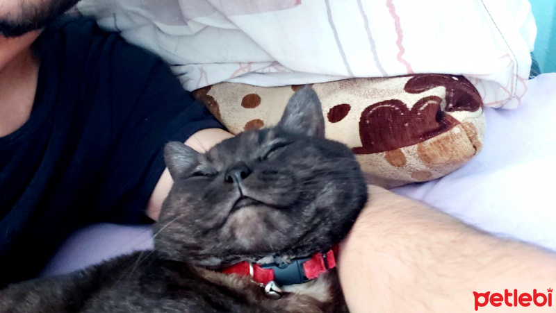 British Shorthair, Kedi  Joker fotoğrafı