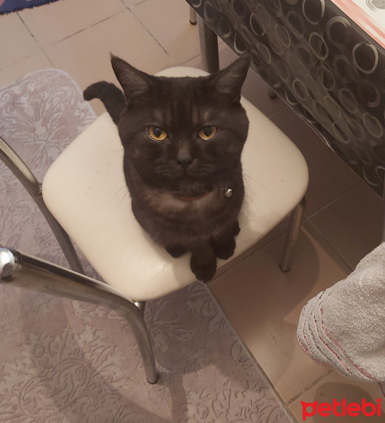 British Shorthair, Kedi  Joker fotoğrafı