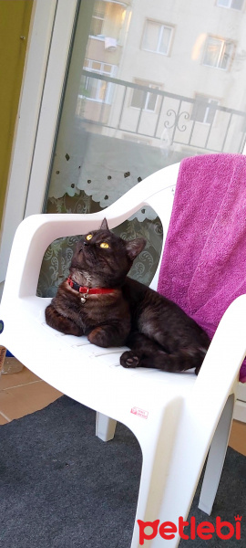 British Shorthair, Kedi  Joker fotoğrafı