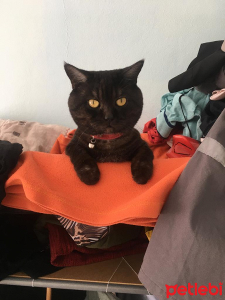 British Shorthair, Kedi  Joker fotoğrafı