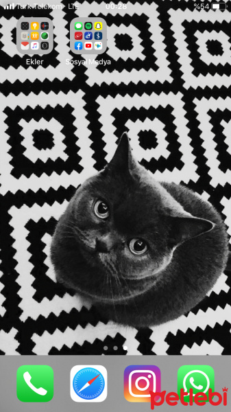 British Shorthair, Kedi  Mujgan fotoğrafı