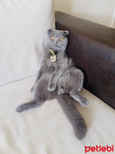 Scottish Fold, Kedi  Behlül fotoğrafı