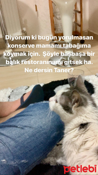 Tekir Kedi, Kedi  RIFKI fotoğrafı