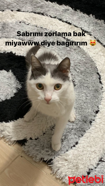 Tekir Kedi, Kedi  RIFKI fotoğrafı