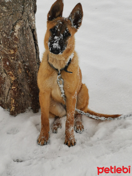 Belçika Malinois, Köpek  Şan fotoğrafı