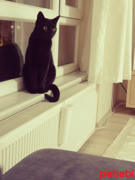 Bombay, Kedi  Jülide fotoğrafı