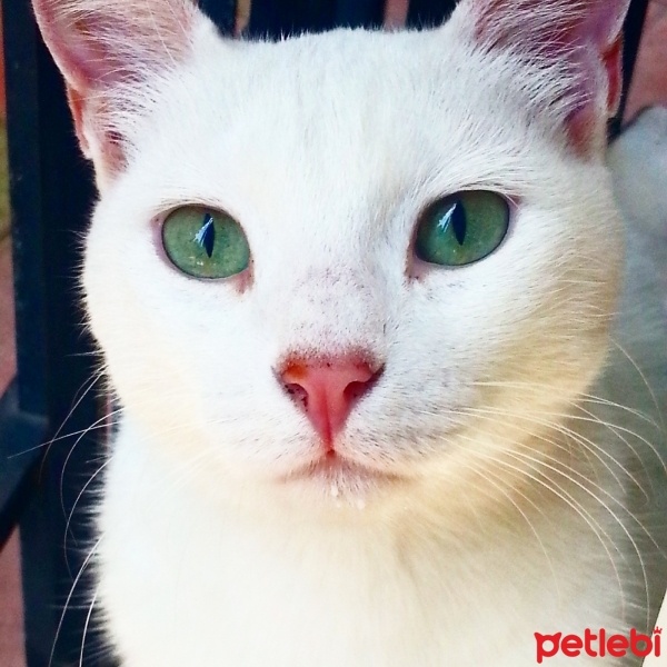 Ankara Kedisi, Kedi  prensess fotoğrafı