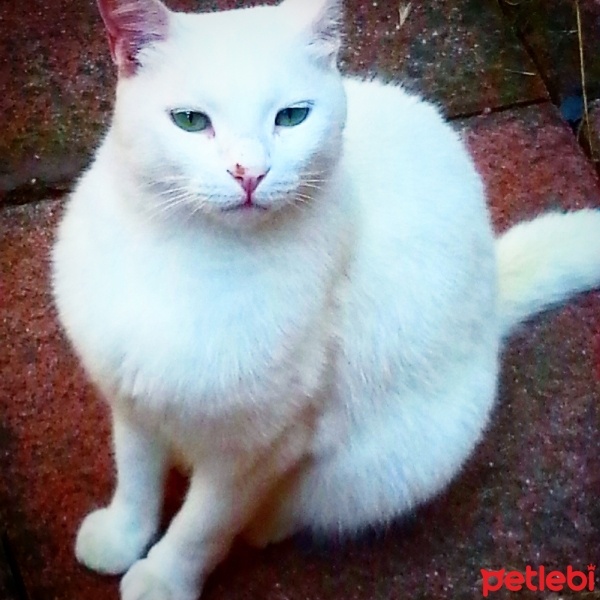 Ankara Kedisi, Kedi  prensess fotoğrafı