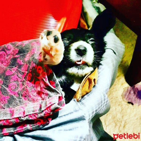 Ankara Kedisi, Kedi  prensess fotoğrafı