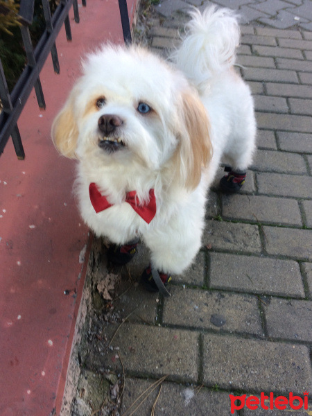 Maltese, Köpek  Wiky fotoğrafı