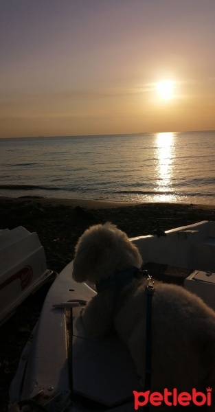 Maltese, Köpek  Wiky fotoğrafı