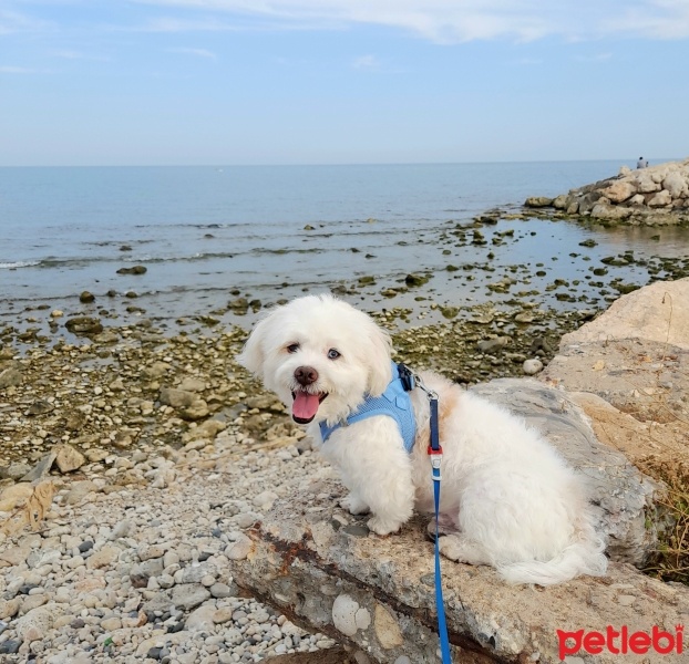 Maltese, Köpek  Wiky fotoğrafı