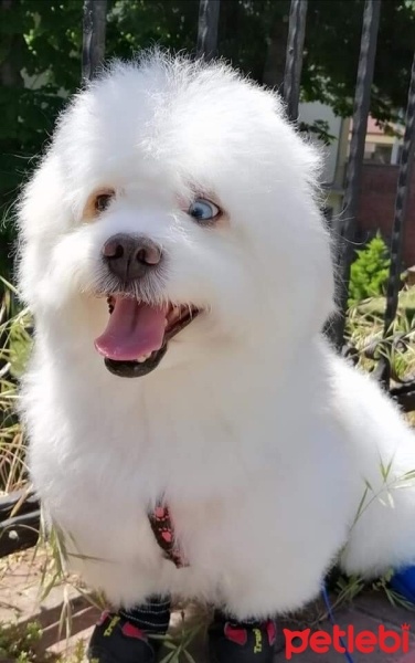 Maltese, Köpek  Wiky fotoğrafı