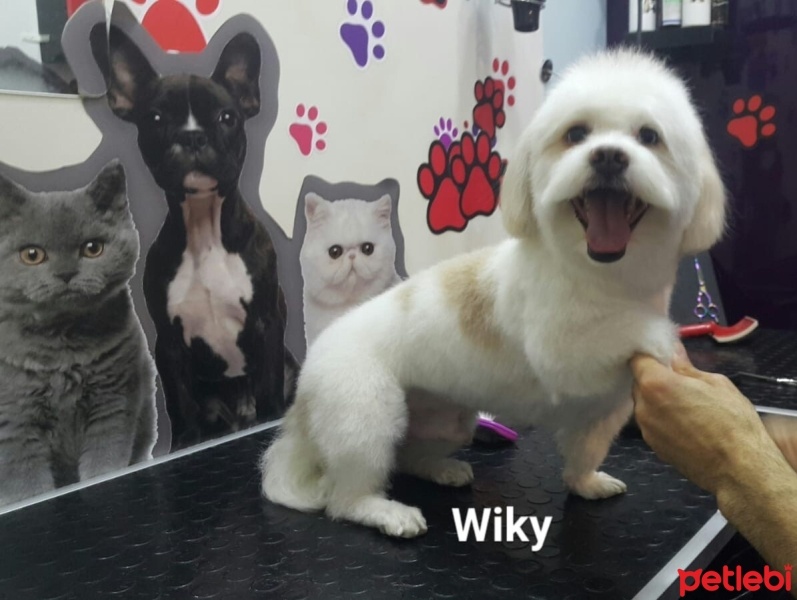 Maltese, Köpek  Wiky fotoğrafı