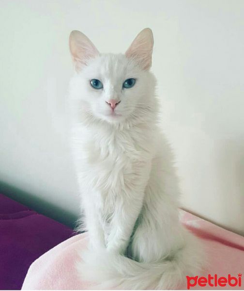 Ankara Kedisi, Kedi  Sütlaç fotoğrafı