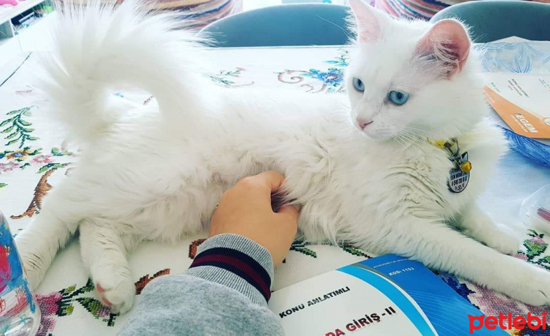 Ankara Kedisi, Kedi  Sütlaç fotoğrafı