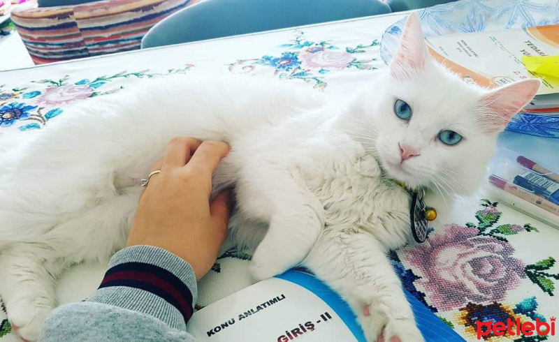Ankara Kedisi, Kedi  Sütlaç fotoğrafı