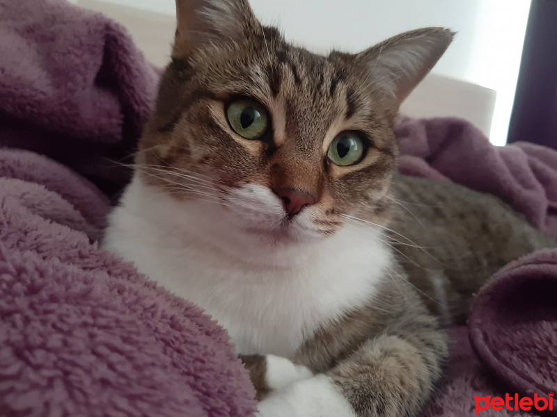 Tekir Kedi, Kedi  Mia fotoğrafı