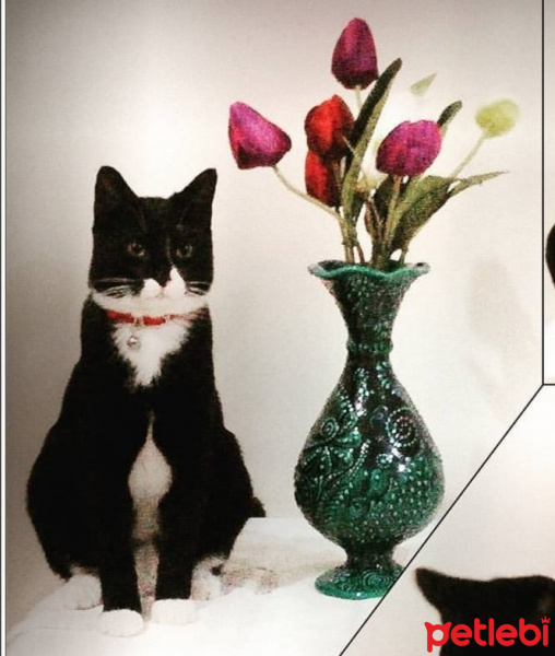 Tuxedo (Smokin) Kedi, Kedi  PASCAL fotoğrafı