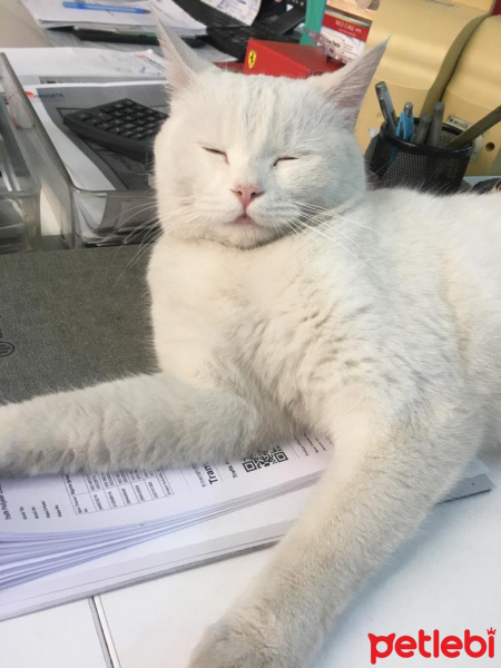Ankara Kedisi, Kedi  SÜT fotoğrafı