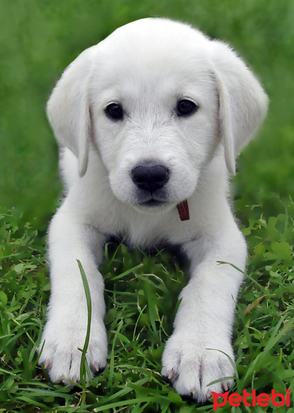 Golden Retriever, Köpek  poffy fotoğrafı