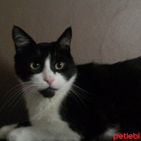 Tuxedo (Smokin) Kedi, Kedi  Zagor fotoğrafı