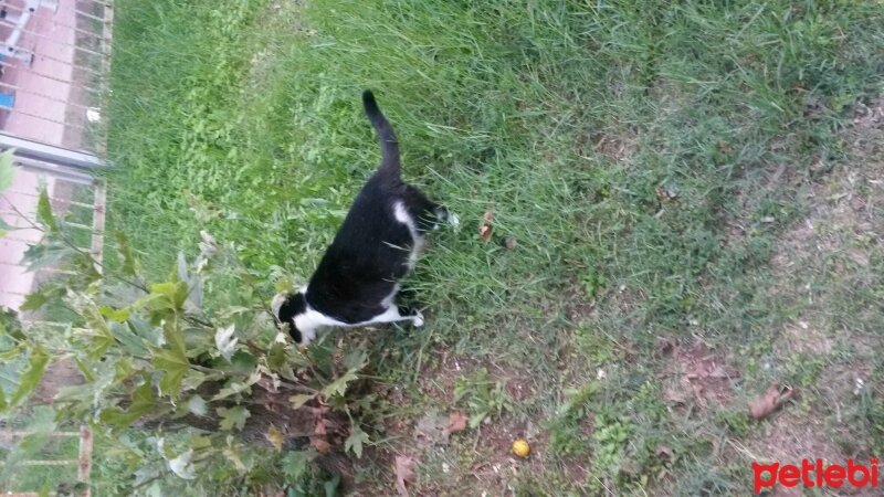 Tuxedo (Smokin) Kedi, Kedi  Zagor fotoğrafı