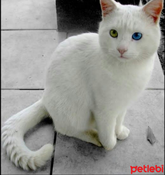 Van Kedisi, Kedi  Pamuk fotoğrafı