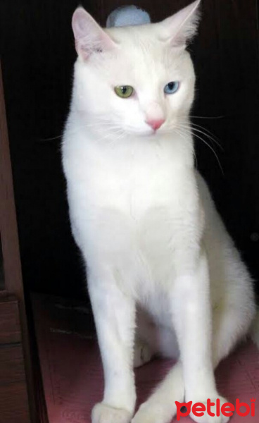 Van Kedisi, Kedi  Pamuk fotoğrafı