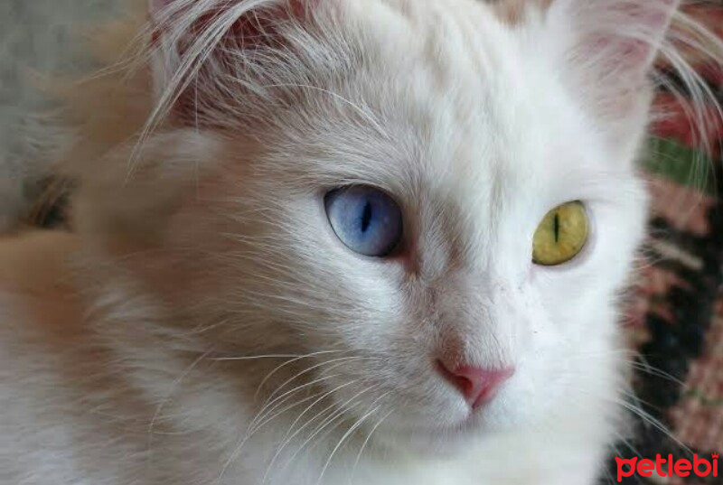 Van Kedisi, Kedi  Pamuk fotoğrafı