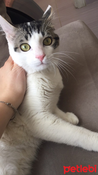 Tekir Kedi, Kedi  Gece fotoğrafı