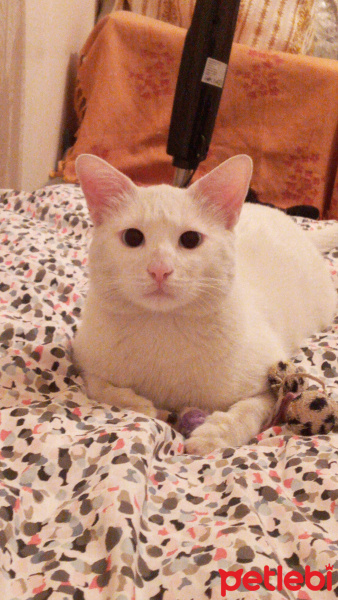 Van Kedisi, Kedi  Behlul fotoğrafı