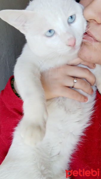 Van Kedisi, Kedi  Behlul fotoğrafı