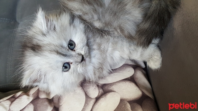 Chinchilla, Kedi  Cakil fotoğrafı