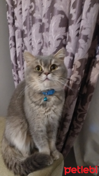 British Shorthair, Kedi  Arthur fotoğrafı