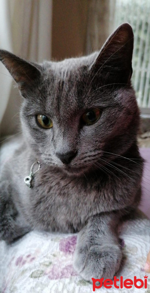 Mavi Rus, Kedi  Siri fotoğrafı