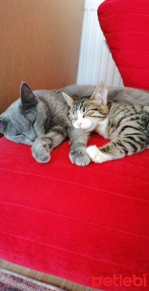 Mavi Rus, Kedi  Siri fotoğrafı