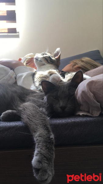 Mavi Rus, Kedi  Siri fotoğrafı
