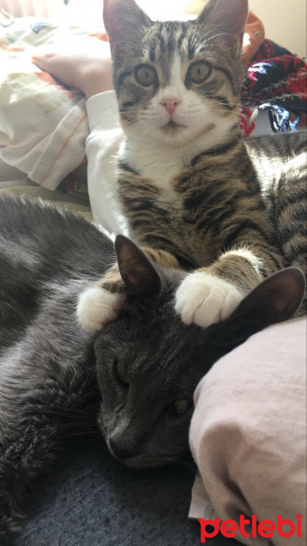 Mavi Rus, Kedi  Siri fotoğrafı