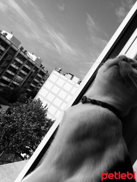 Tekir Kedi, Kedi  Şhelby fotoğrafı