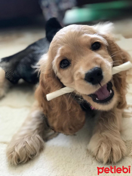 Amerikan Cocker Spaniel, Köpek  Lodos fotoğrafı