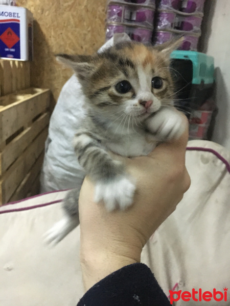 Tekir Kedi, Kedi  Ufaklıklar fotoğrafı