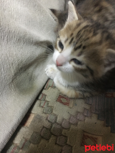 Tekir Kedi, Kedi  Ufaklıklar fotoğrafı