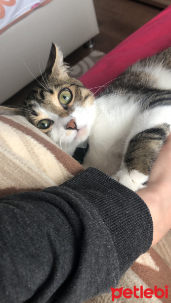 Tekir Kedi, Kedi  Küçük fotoğrafı