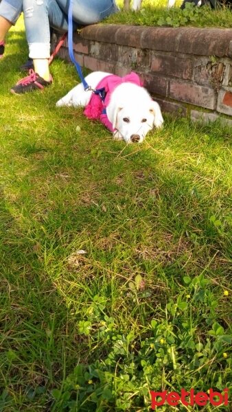 Labrador Retriever, Köpek  Evaa fotoğrafı