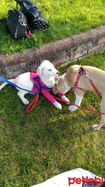 Labrador Retriever, Köpek  Evaa fotoğrafı